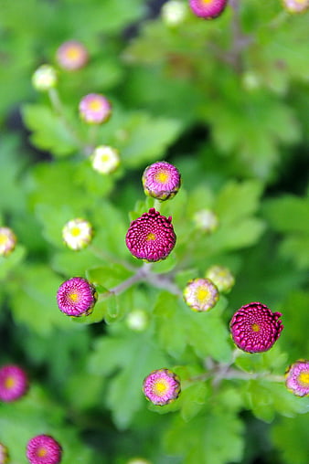 Close-up of vibrant purple chrysanthemum buds on green foliage