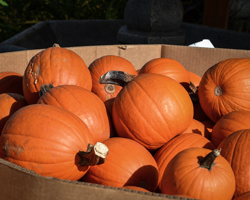 Fresh Orange Pumpkins in Cardboard Box for Autumn Harvest
