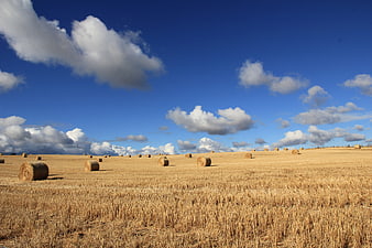 Golden Harvest Field with Hay Bales Under Blue Sky
