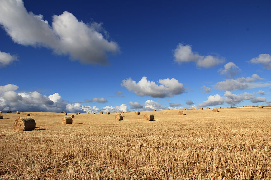 Golden Harvest Field with Hay Bales Under Blue Sky
