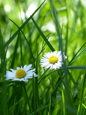 Two white daisies blooming in lush green spring meadow grass