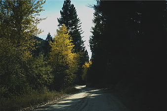 Sunlit Forest Road with Yellow Autumn Trees