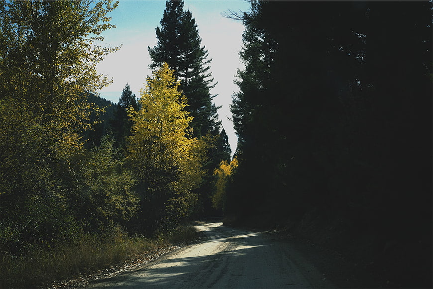 Sunlit Forest Road with Yellow Autumn Trees