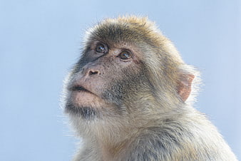 Close-up Portrait of a Barbary Macaque Monkey Face