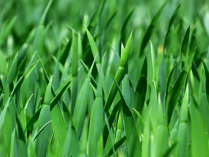 Close-up of vibrant green grass blades in sunlight
