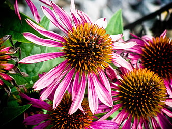 Close-up of vibrant purple coneflowers with orange centers