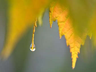 Macro Water Droplet on Yellow Autumn Leaf Tip