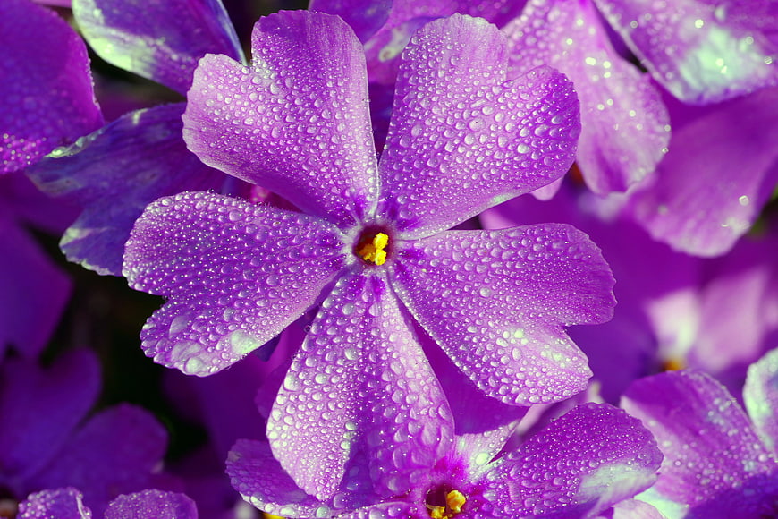 Close-up of purple flowers with water droplets