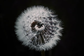 Close-up of a white dandelion seed head on black background