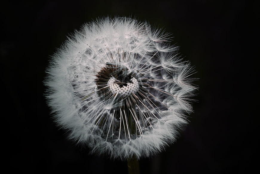 Close-up of a white dandelion seed head on black background