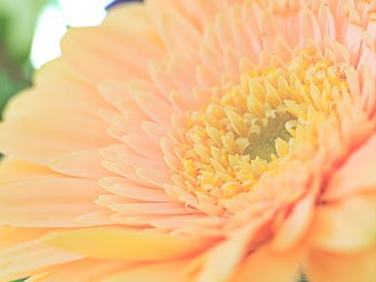 Close-up of a peach gerbera daisy with soft petals