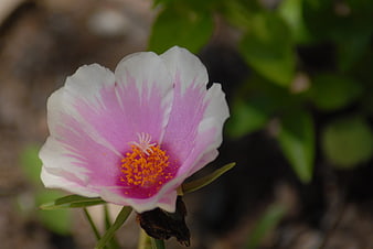 Close-up of Pink and White Moss Rose Flower