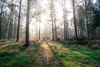 Sunlit forest path with tall pine trees and morning light