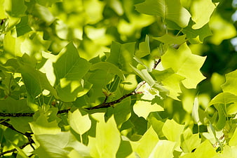 Sunlit Green Maple Leaves Nature Background