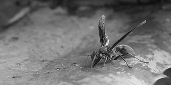 Close-up black and white photo of a wasp on textured surface
