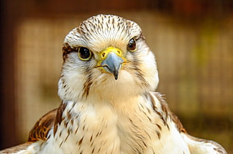 Close-up portrait of a majestic gyrfalcon with intense gaze