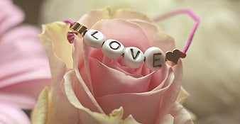 Pink Rose with Love Bracelet Close-Up