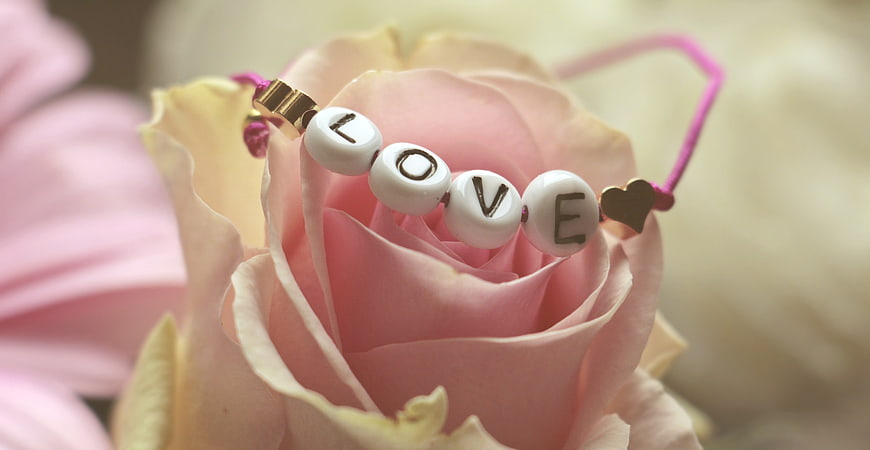 Pink Rose with Love Bracelet Close-Up