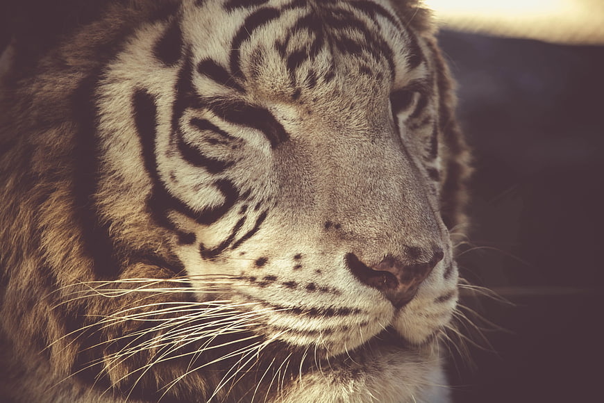 Close-up Portrait of a White Tiger with Eyes Closed