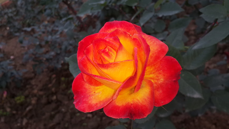 Vibrant Red and Yellow Rose Close-Up in Garden