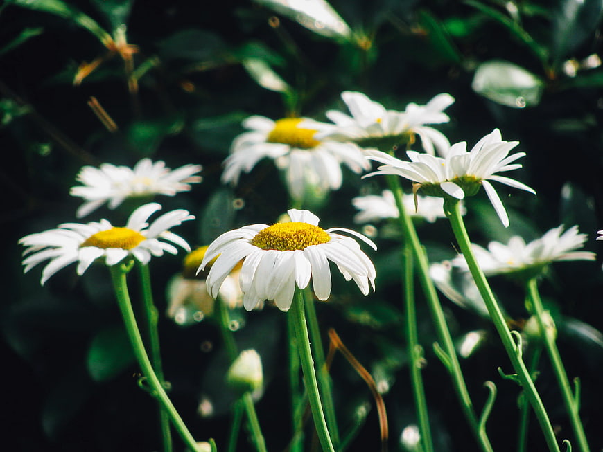 Close-up of white daisies with yellow centers in a garden