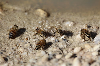 Close-up of honey bees drinking water on sandy ground