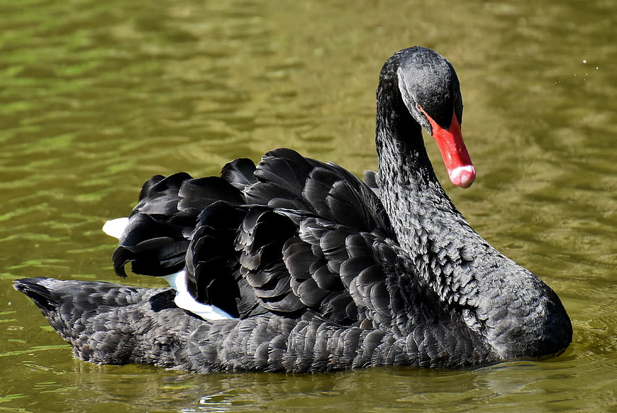 Elegant Black Swan Swimming in Green Water