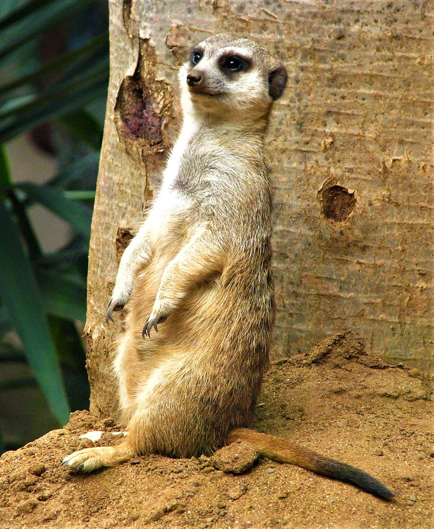 Meerkat Standing Alert on Dirt Mound Near Tree