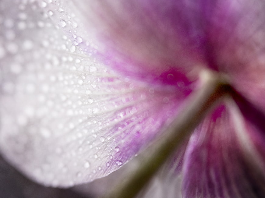 Macro photography of pink flower petal with water droplets