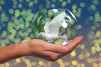 White Dove Flying from Hand in Soap Bubble