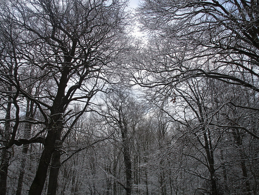 Snow-covered bare trees in a winter forest landscape
