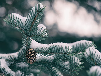 Snow-covered spruce branch with pine cone in winter forest