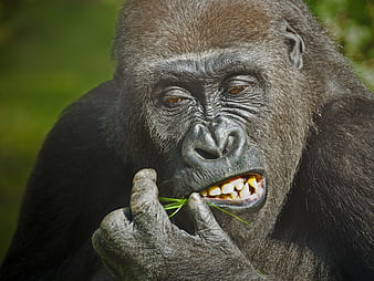 Close-up portrait of a gorilla eating green grass