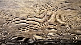 Close-up of woodworm tunnels in aged timber texture