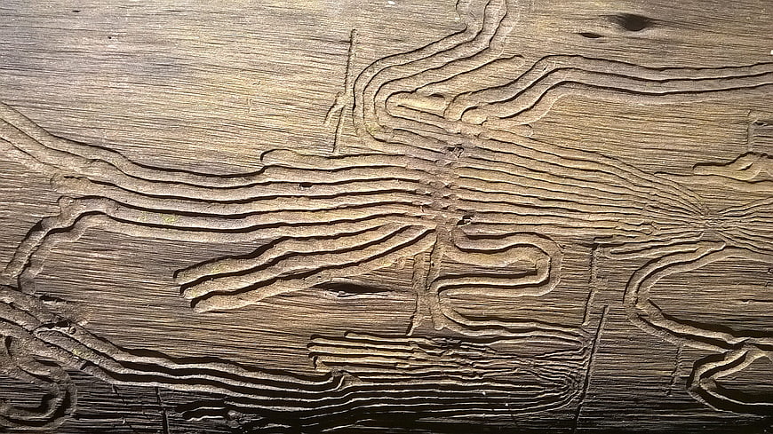 Close-up of woodworm tunnels in aged timber texture