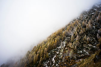 Misty Mountain Slope with Golden Larch Forest in Autumn