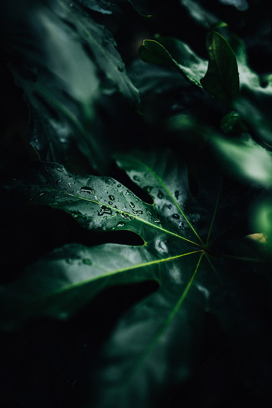 Dark moody close-up of wet tropical leaf with water droplets