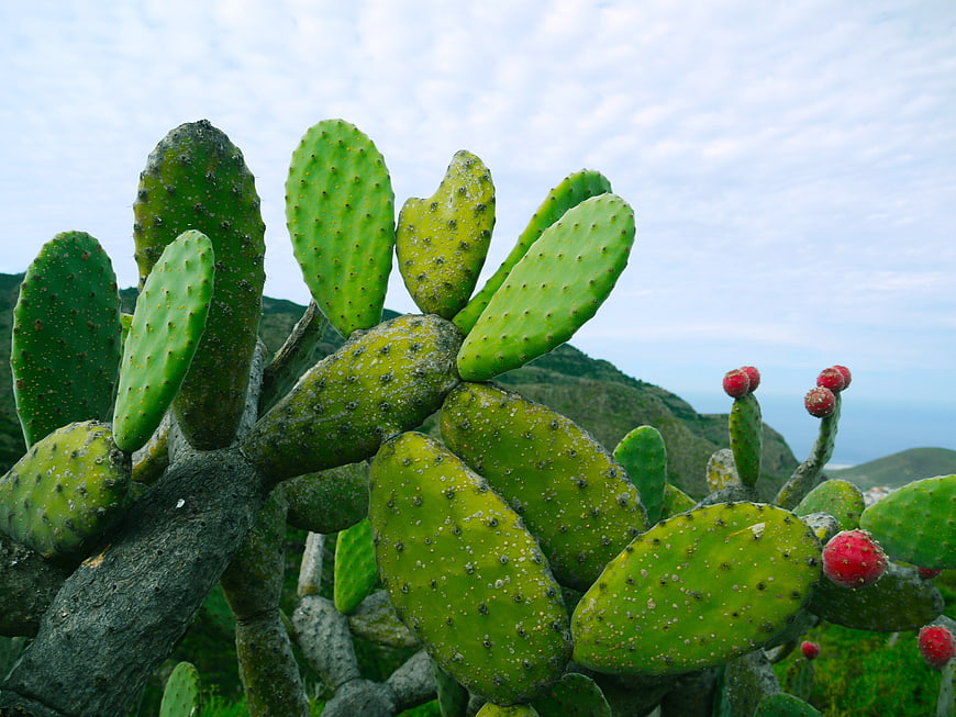 Prickly Pear Cactus with Red Fruits Against Coastal Hills