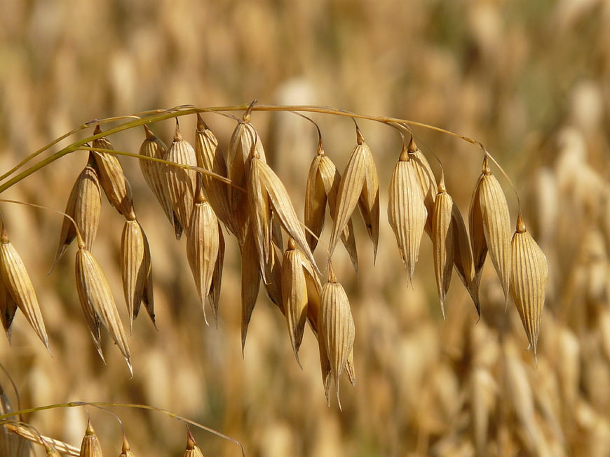 Close-up of ripe oat stalks in a golden field