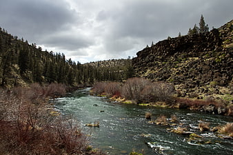 Flowing River Through Rocky Canyon with Pine Trees