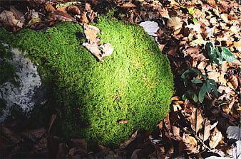 Vibrant Green Moss on Rock Amidst Autumn Leaves