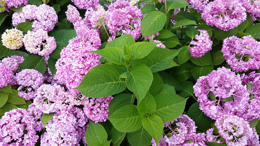 Vibrant Pink Hydrangea Flowers with Green Leaves