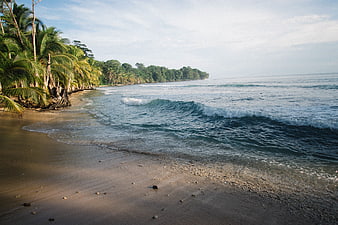 Tropical Beach with Palm Trees and Ocean Waves