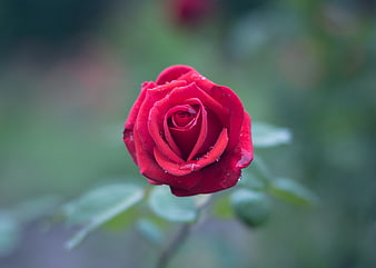 Close-up of a vibrant red rose with water droplets