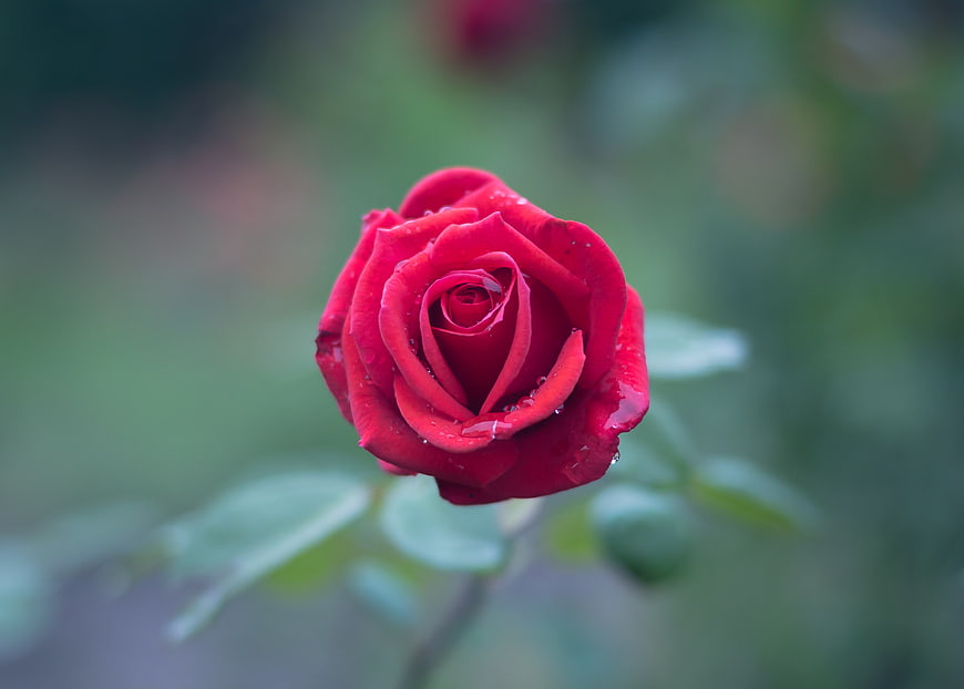 Close-up of a vibrant red rose with water droplets