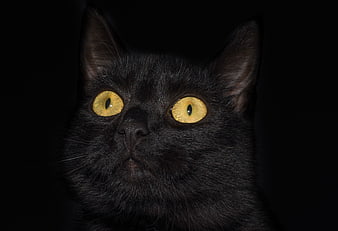 Close-up portrait of a black cat with glowing yellow eyes