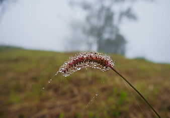 Close-up of dew-covered grass flower with spider web