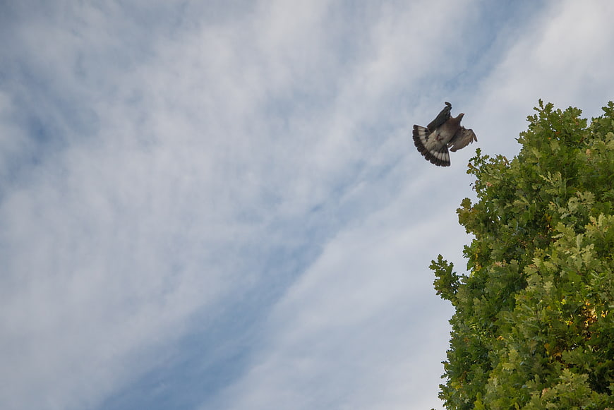 Pigeon in Flight Against Blue Sky and Tree