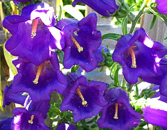 Close-up of vibrant purple bellflowers in sunlight