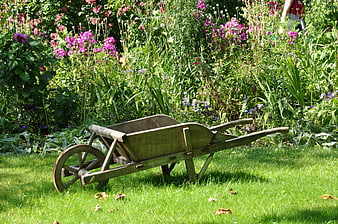 Vintage wooden wheelbarrow in a lush garden with blooming flowers